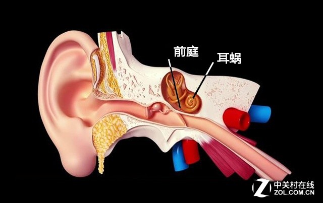 人类依靠视觉、前庭系统和肌肉共同判定身体状态